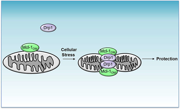 graphic file with name nihms-1616770-f0007.jpg