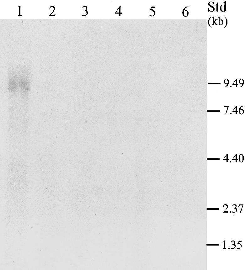 Figure  4 