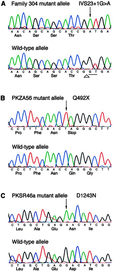 Figure  5 