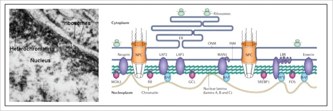 Figure 11.