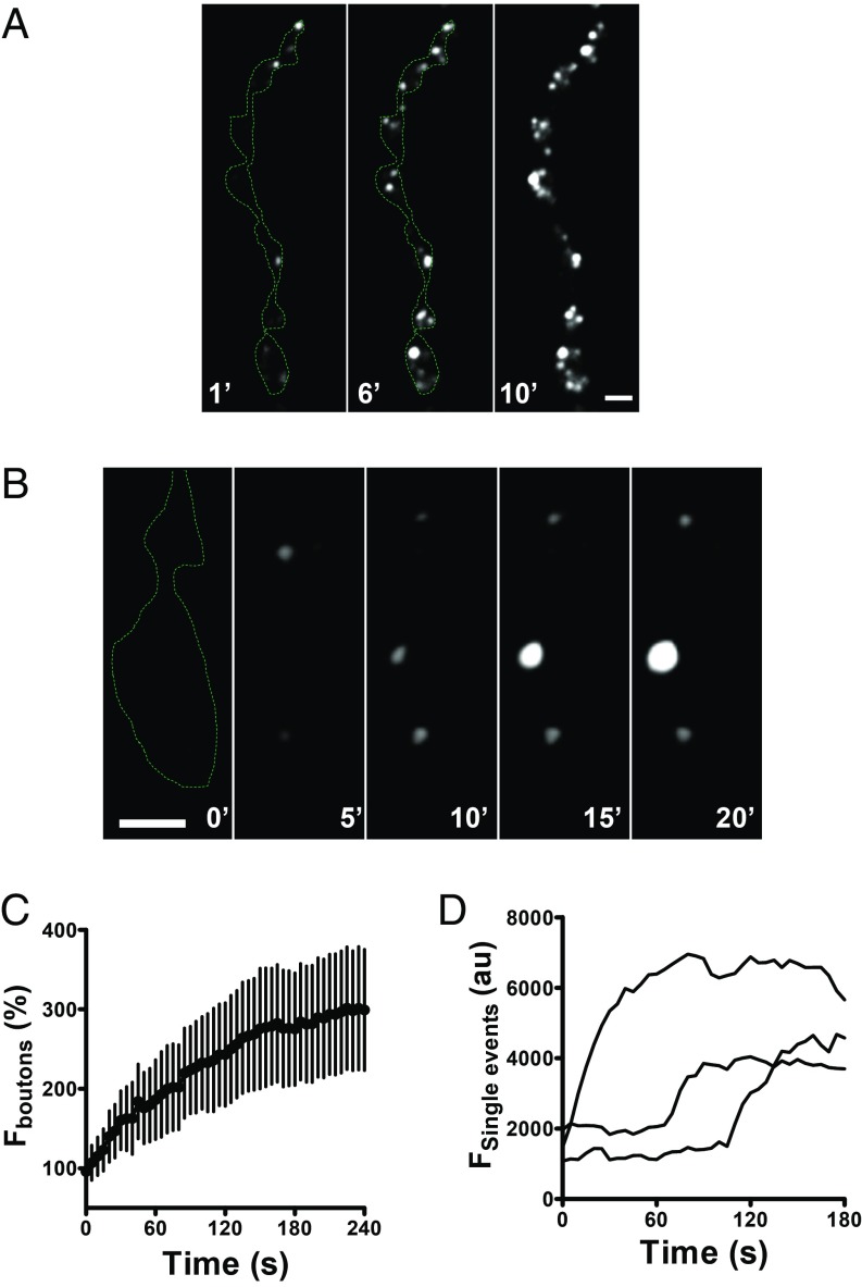 Fig. 4.