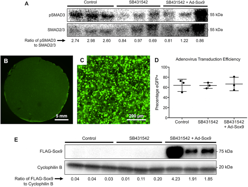 Figure 2: