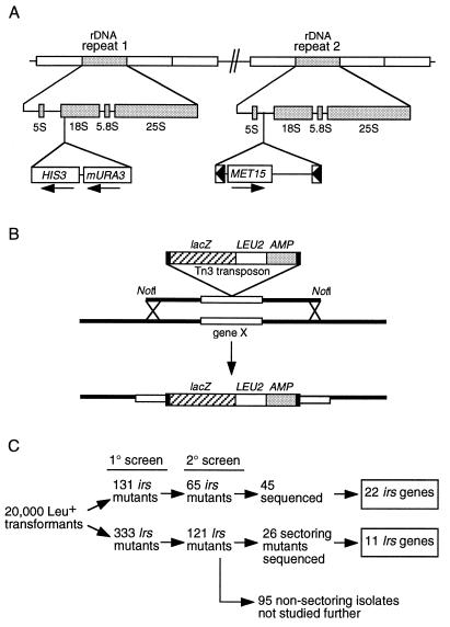 FIG. 1