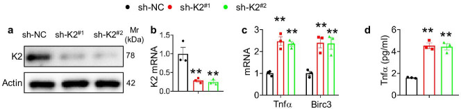 Figure 4—figure supplement 2.