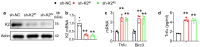 Figure 4—figure supplement 2.