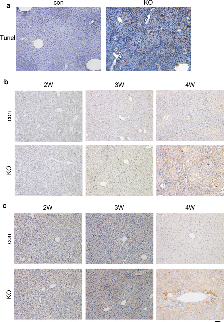 Figure 2—figure supplement 1.