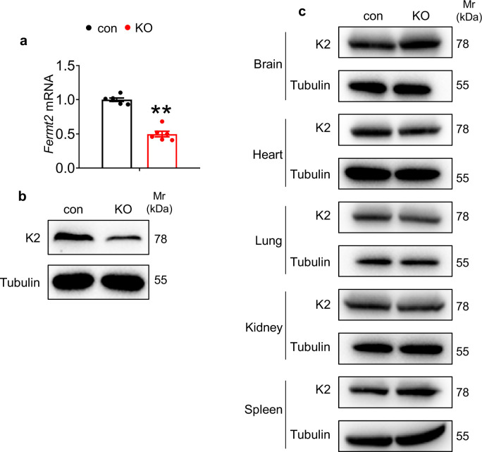 Figure 1—figure supplement 1.