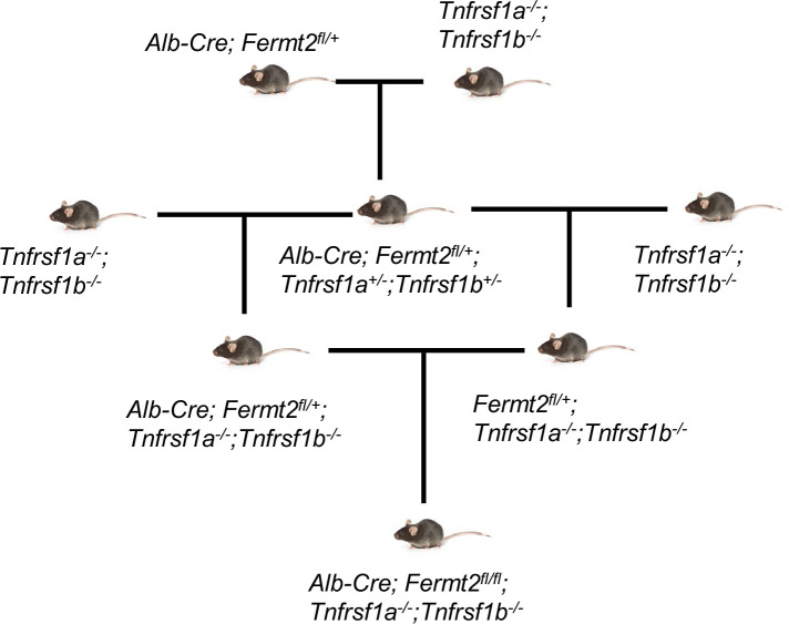 Figure 5—figure supplement 1.