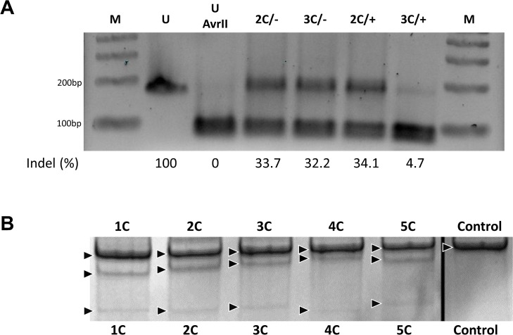 Fig 5