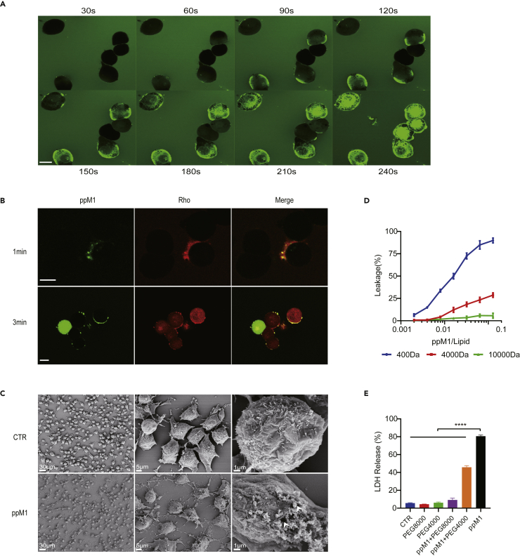 Figure 2