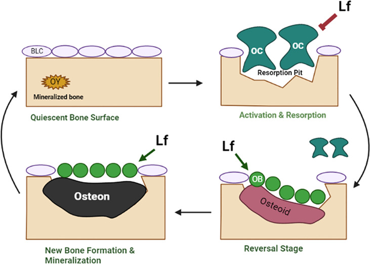 Figure 4