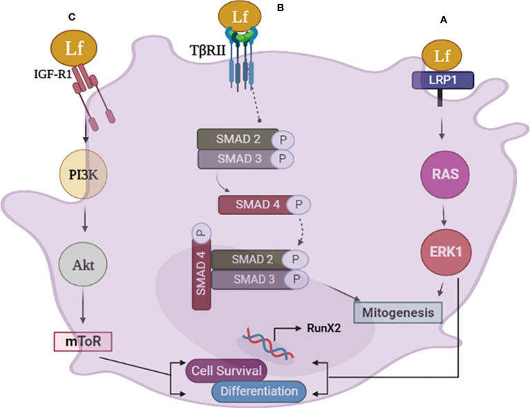 Figure 1