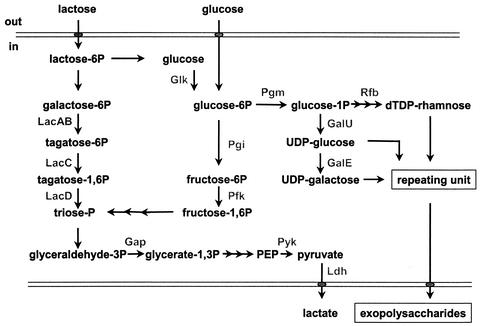 FIG. 1.