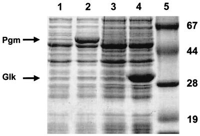 FIG. 2.