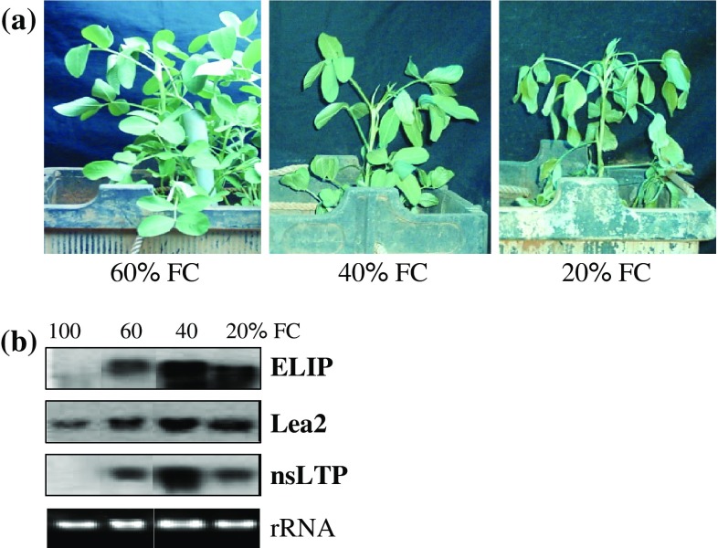 Fig. 2