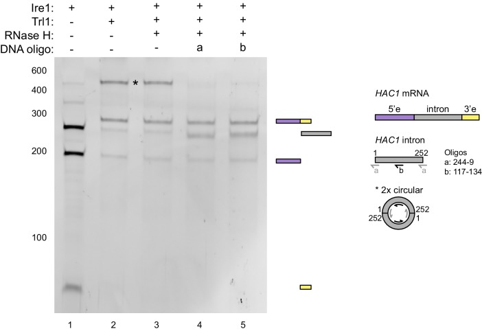 Figure 2—figure supplement 1.