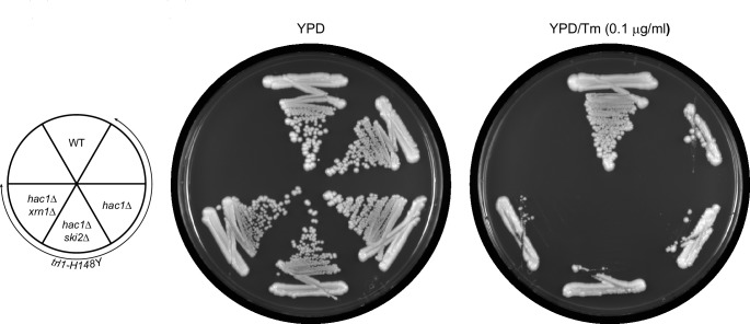 Figure 5—figure supplement 1.