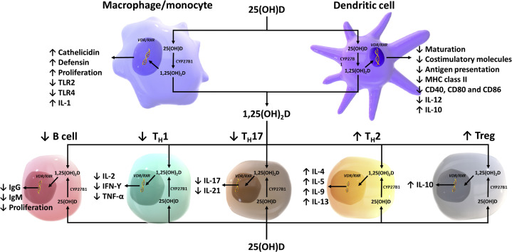 Fig. 1