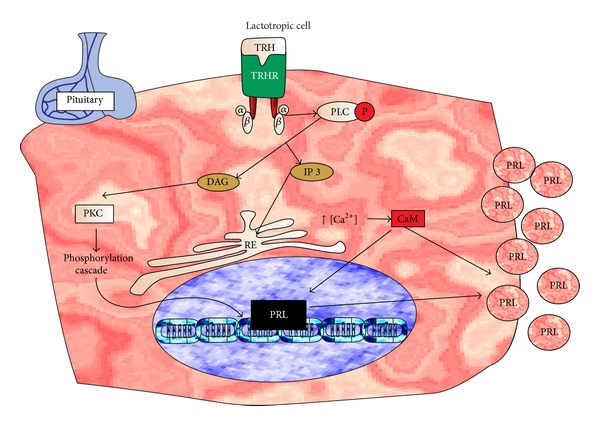 Figure 5