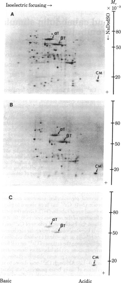 graphic file with name pnas00653-0356-a.jpg