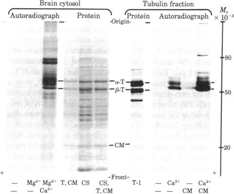 graphic file with name pnas00653-0356-b.jpg