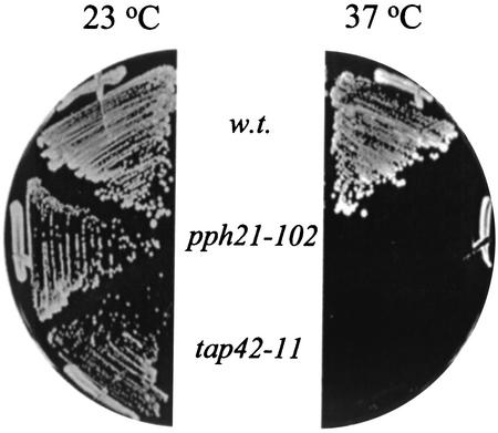 FIG. 6.