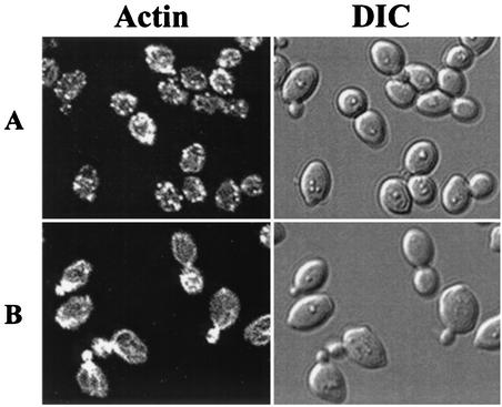 FIG. 8.