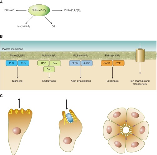 Figure 12.