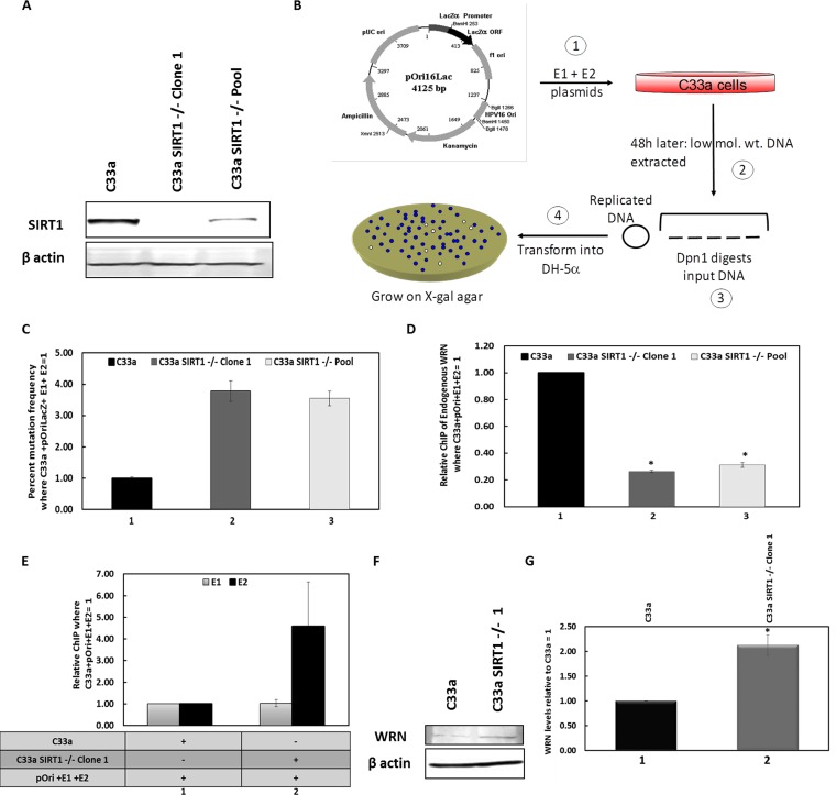 FIG 1