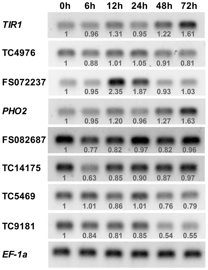 Figure 7