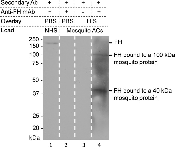 Fig 11