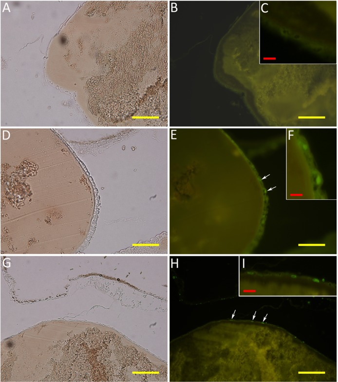 Fig 10