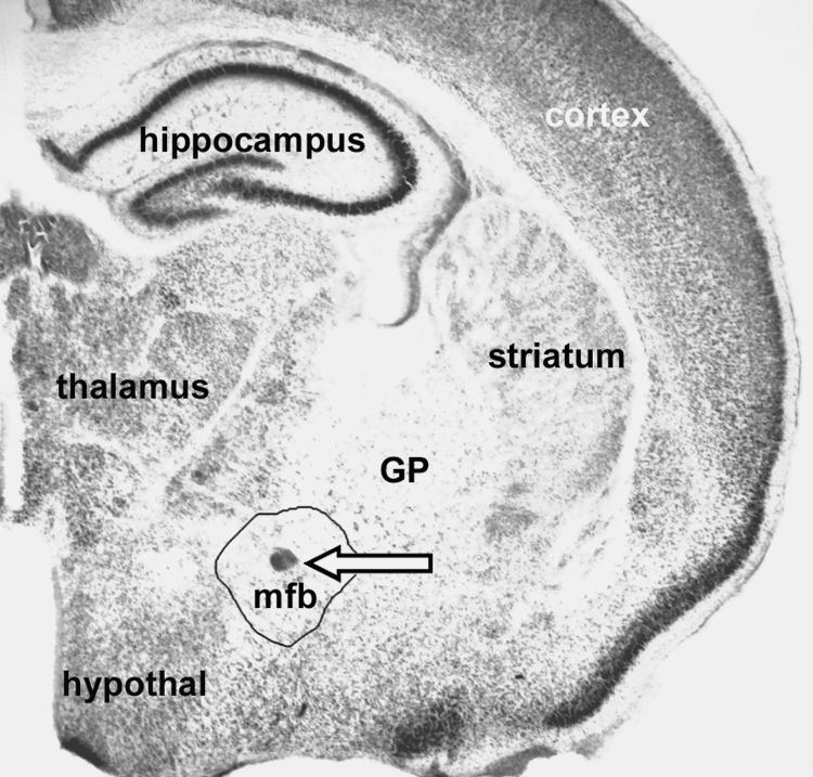 Fig. 8