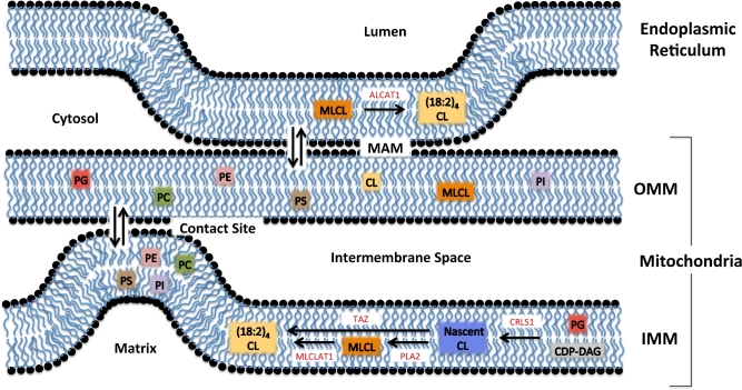 FIGURE 2