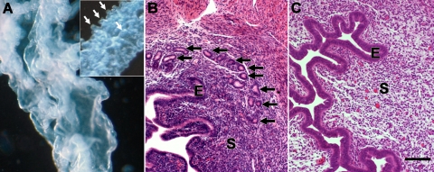 FIG. 8.