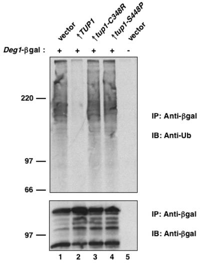 FIG. 5.