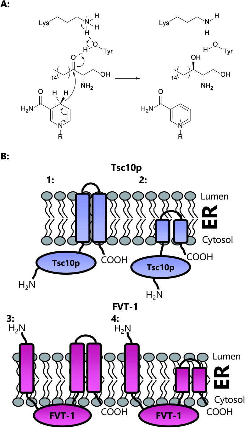 Fig. 15