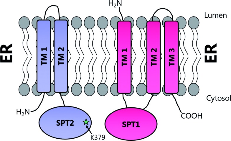 Fig. 8