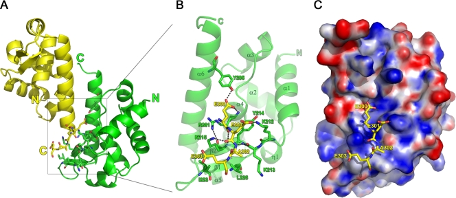 FIG. 2.