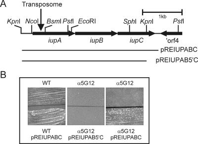 FIG. 1.