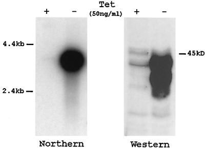 FIG. 6