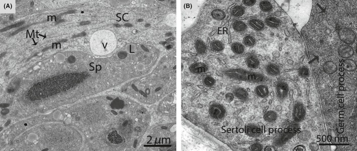 Figure 10