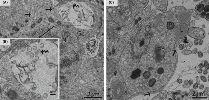 Figure 13