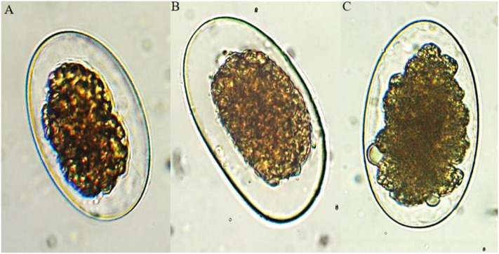 Anthelmintic Activity of Extracts and Active Compounds From Diospyros ...