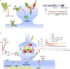 Model of the molecular mechanism of activity-dependent AMPAR diffusion trapping and role in early phases of LTP.