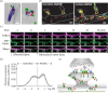 AMPAR surface mobility and overall AMPAR trafficking in and out synapses.