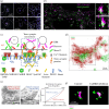 Synaptic nano-organization.