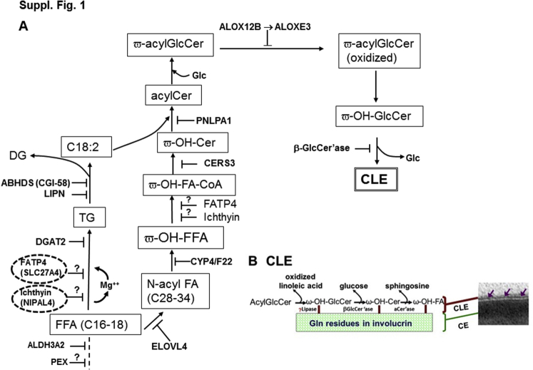 Supplemental Figure S1