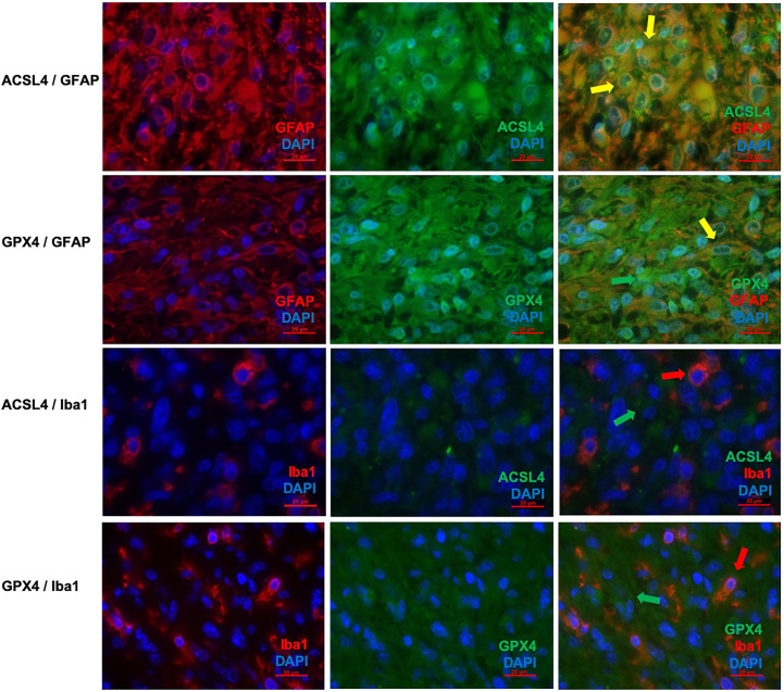 Figure 3