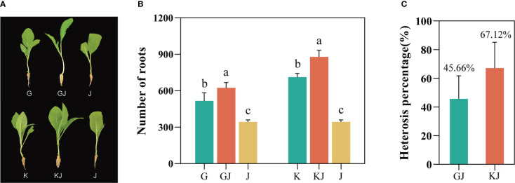 Figure 1